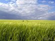 Weizenfeld im Juni